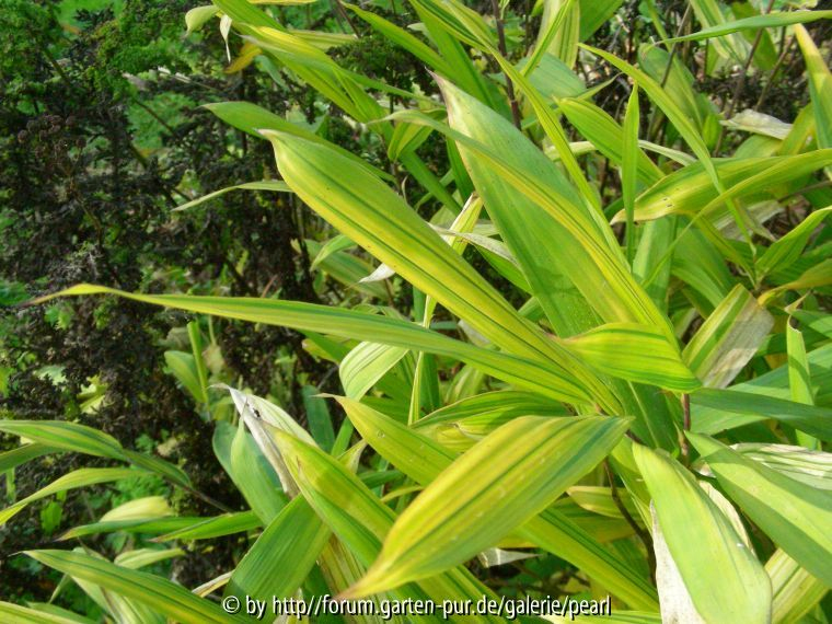 Pleioblastus viridistriatus im November