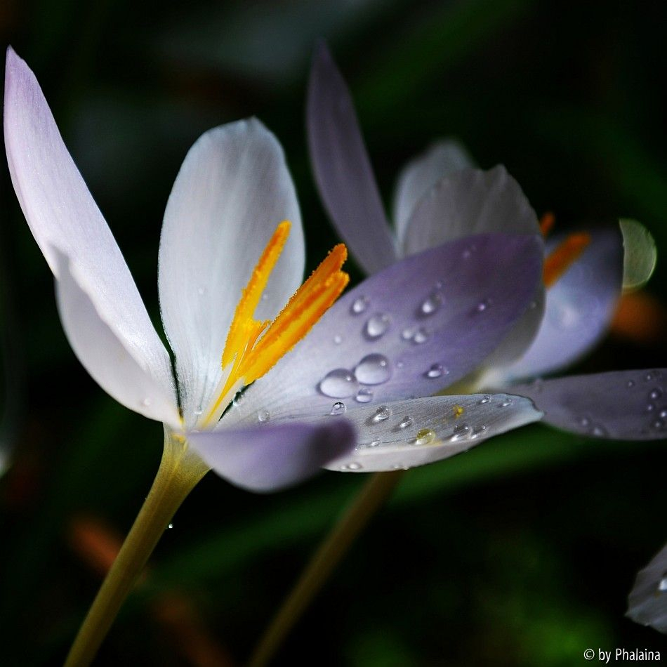 Crocus goulimyi