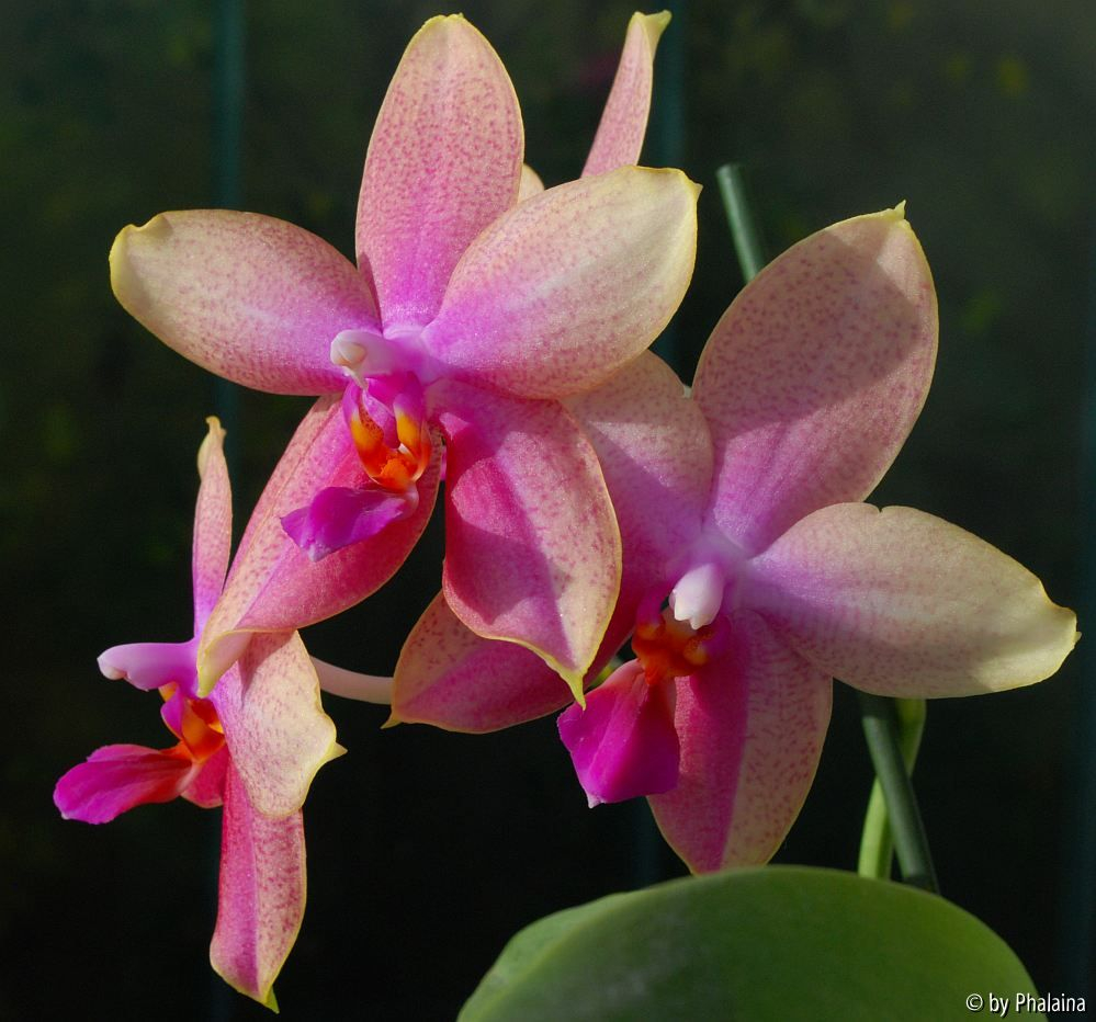 Phalaenopsis Miva Fragrance