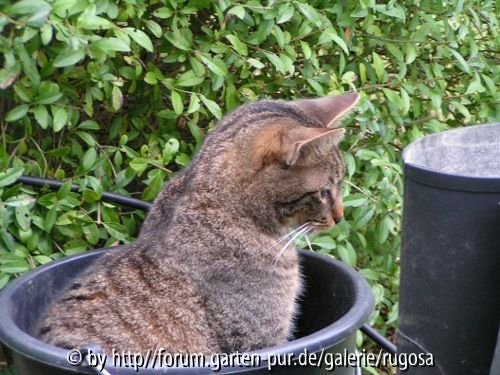kater2