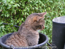 kater2