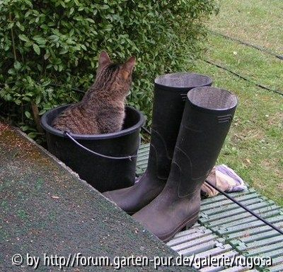 kater1