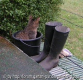 kater1