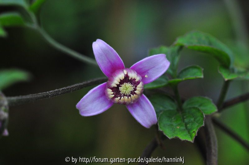 Clematis yuanjiangensis(?)
