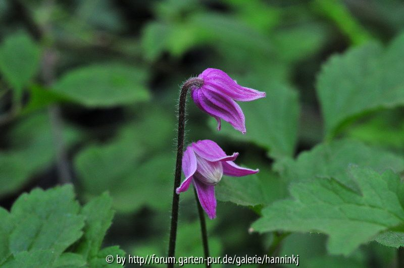 ranunculoides 2010