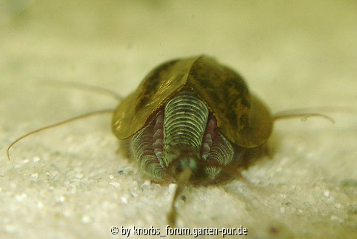 Triops von hinten