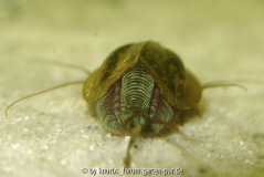 Triops von hinten