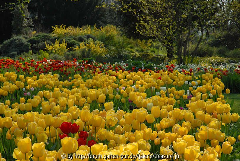 Tulpen im Hermannshof