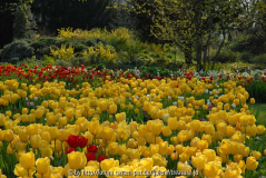 Tulpen im Hermannshof