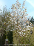 Amelanchier arborea Robin Hill Habitus w