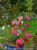 2010-10-21 Vitis Vanessa.jpg