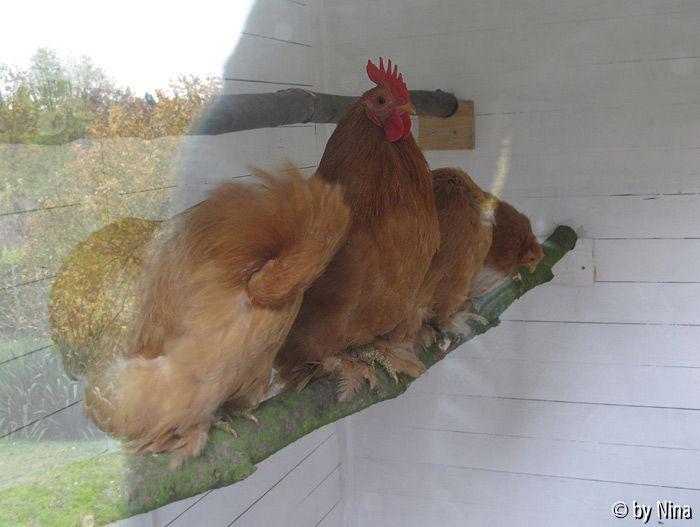 Das erste mal auf der Stange im neuen Haus