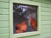 Extrastange zum aus dem Fenster schauen