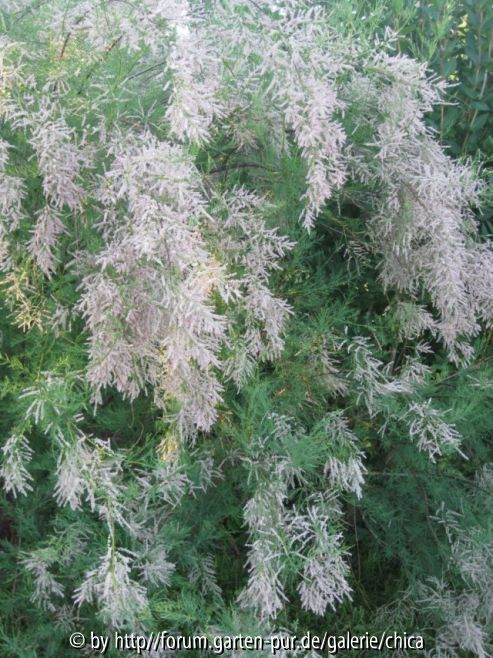 Sommertamariske 1