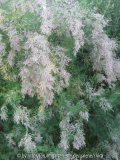 Sommertamariske 1