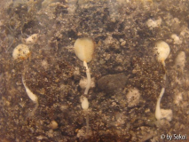 Lilium martagon album.JPG