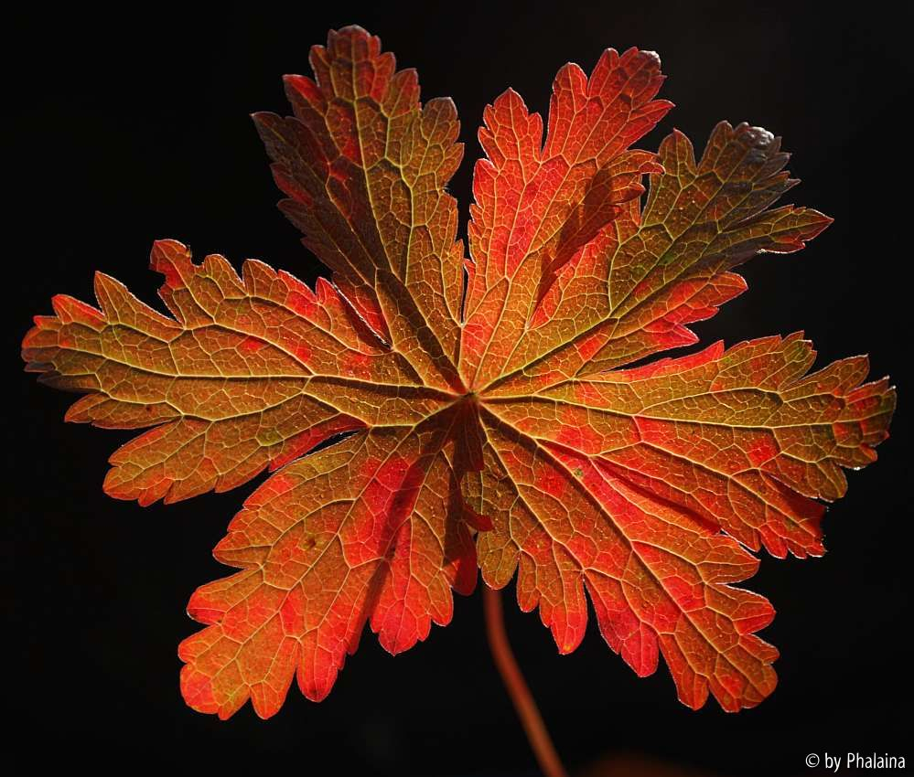 Geraniumblatt im Herbst