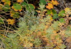 Artemisia abrotanum