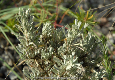Artemisia tridentata