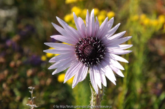 Berkheya purpurea Blüte