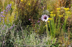 Berkheya purpurea KB 2010-10