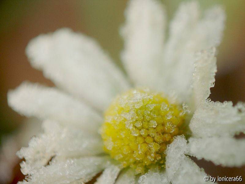 kaltes gänseblümchen