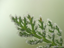 eisige schafgarbe