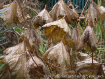 Darmera peltata1