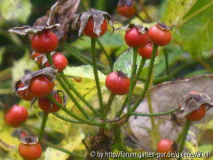Rose 'Goldfinch'