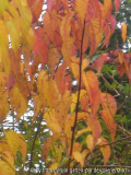 Stachyurus chinensis