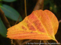 Fothergilla monticola