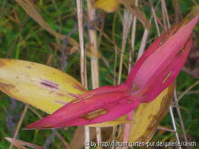 Dichanthelium clandestinum