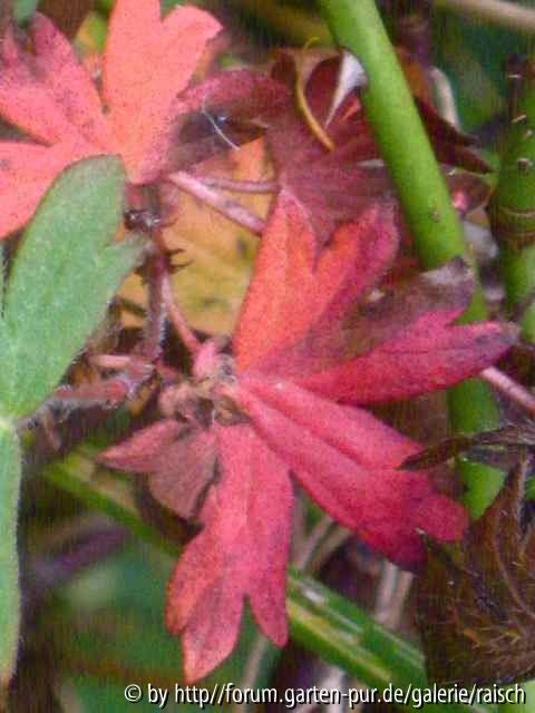 Geranium pratense