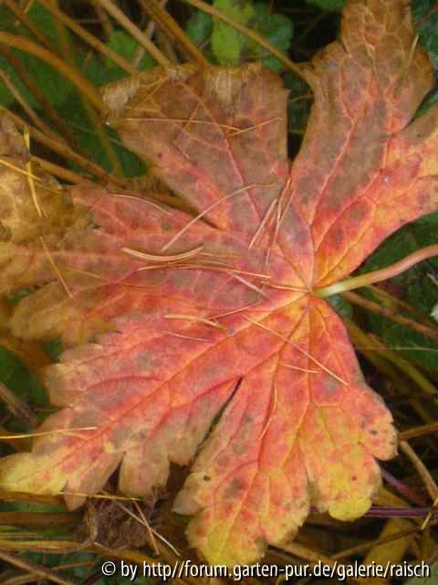 Geranium psilostemon