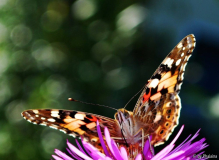 Vanessa cardui