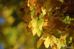 Herbstlaub