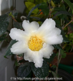 Granthamiana 2010 2.jpg