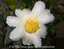Granthamiana 2010 1.jpg