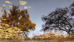 Herbstspiegelung 1