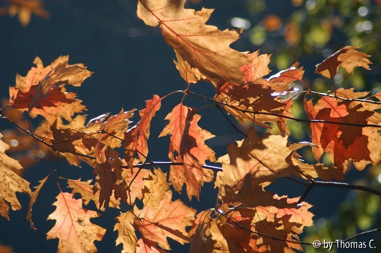 Herbstlaub