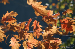 Herbstlaub
