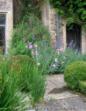 E2010_65_coathy_dierama.jpg