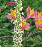 E2010_63_coathy_verbas_alstroemeria2.jpg