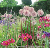 E2010_63_coathy_alium_alstroemeria.jpg