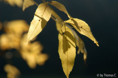 Herbstlaub