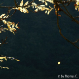 Herbst: Fallendes Eschen-Blatt