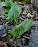 Arum italicum - mit schwarz.jpg