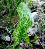 Arum italicum.jpg