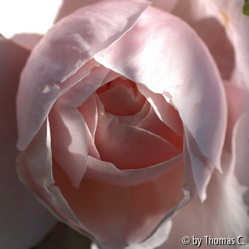 St. Swithum - späte Blüte