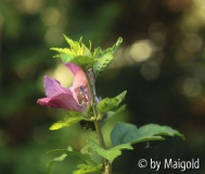 Letzte Eibischblüte